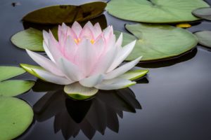 water lily floats on a pond